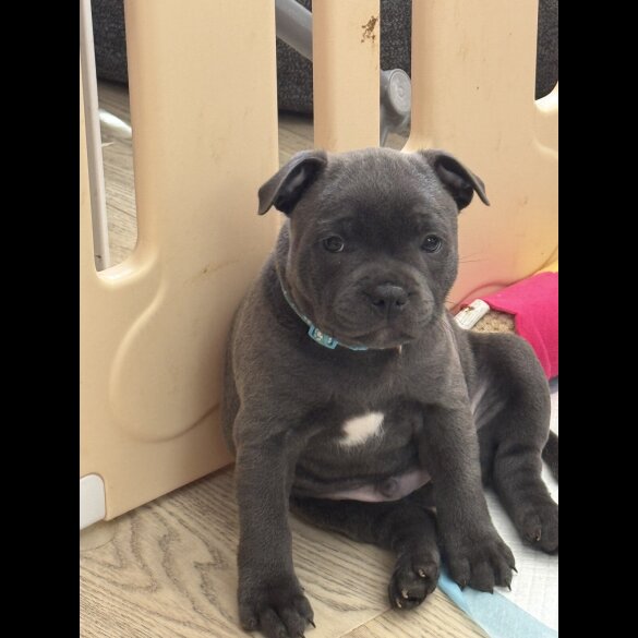 Staffordshire Bull Terrier - Both