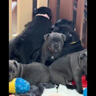 Staffordshire Bull Terrier - Both