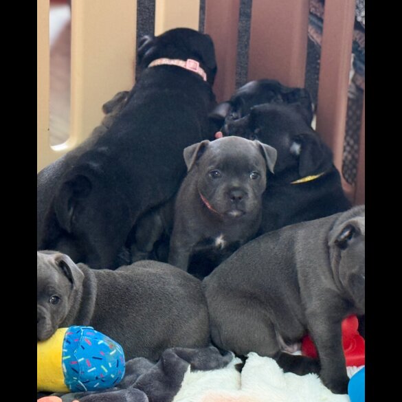 Staffordshire Bull Terrier - Both