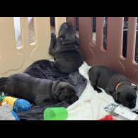 Staffordshire Bull Terrier - Both
