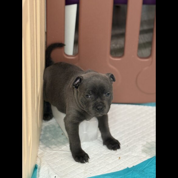 Staffordshire Bull Terrier - Both