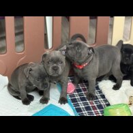 Staffordshire Bull Terrier - Both