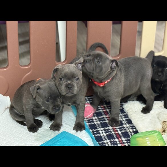 Staffordshire Bull Terrier - Both