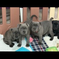 Staffordshire Bull Terrier - Both
