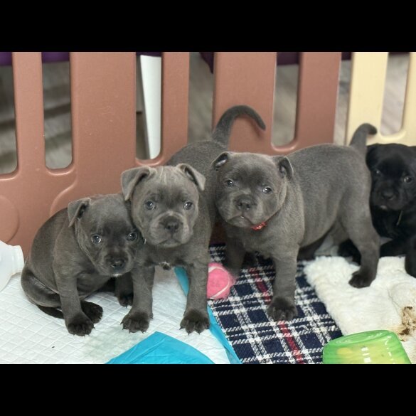 Staffordshire Bull Terrier - Both