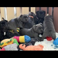 Staffordshire Bull Terrier - Both