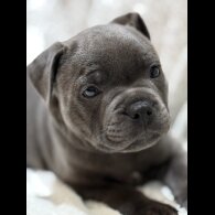 Staffordshire Bull Terrier - Both