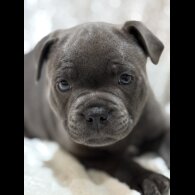 Staffordshire Bull Terrier - Both
