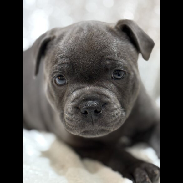 Staffordshire Bull Terrier - Both
