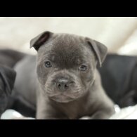 Staffordshire Bull Terrier - Both
