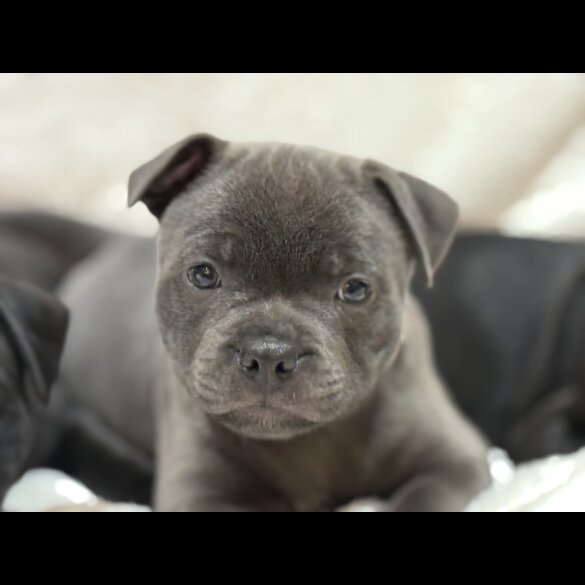 Staffordshire Bull Terrier - Both