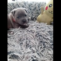Staffordshire Bull Terrier - Dogs