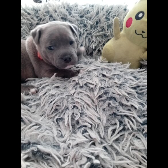 Staffordshire Bull Terrier - Dogs