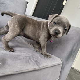 Staffordshire Bull Terrier - Both