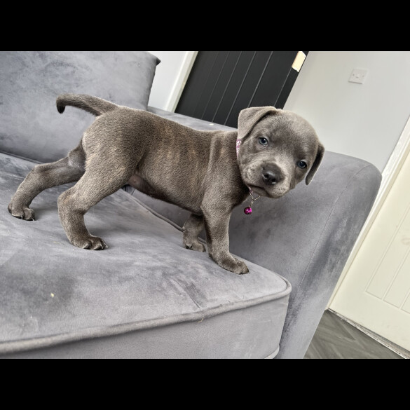 Staffordshire Bull Terrier - Both