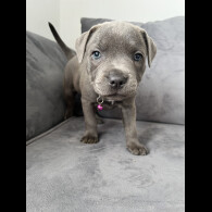 Staffordshire Bull Terrier - Both
