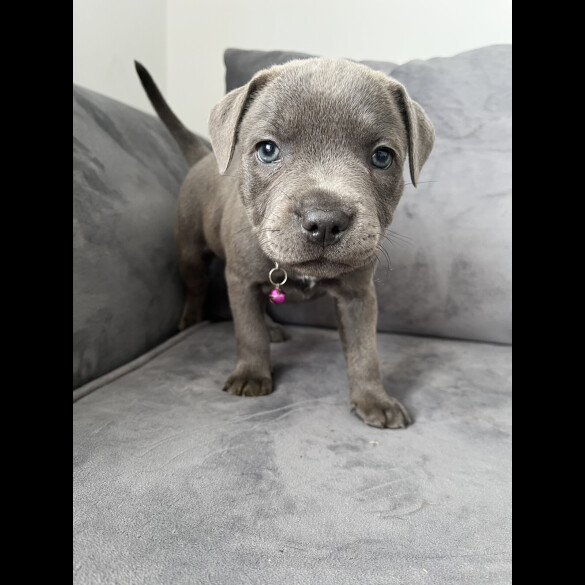 Staffordshire Bull Terrier - Both
