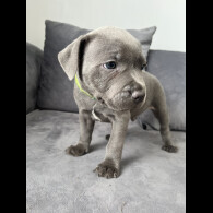 Staffordshire Bull Terrier - Both