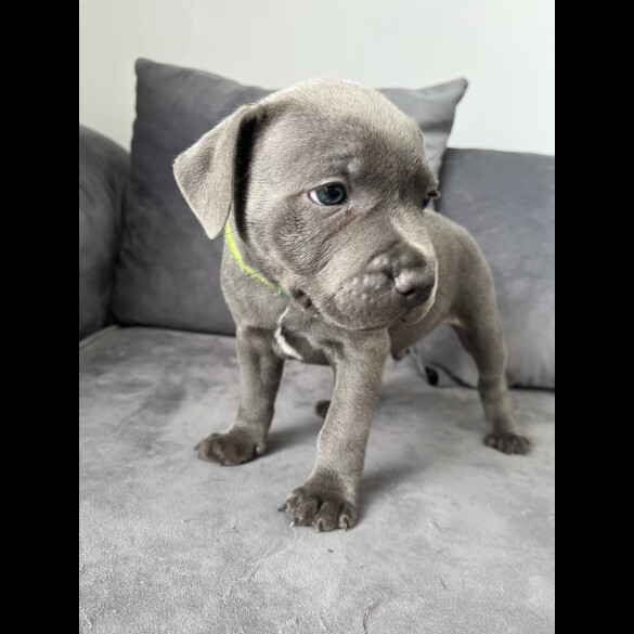 Staffordshire Bull Terrier - Both
