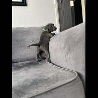 Staffordshire Bull Terrier - Both