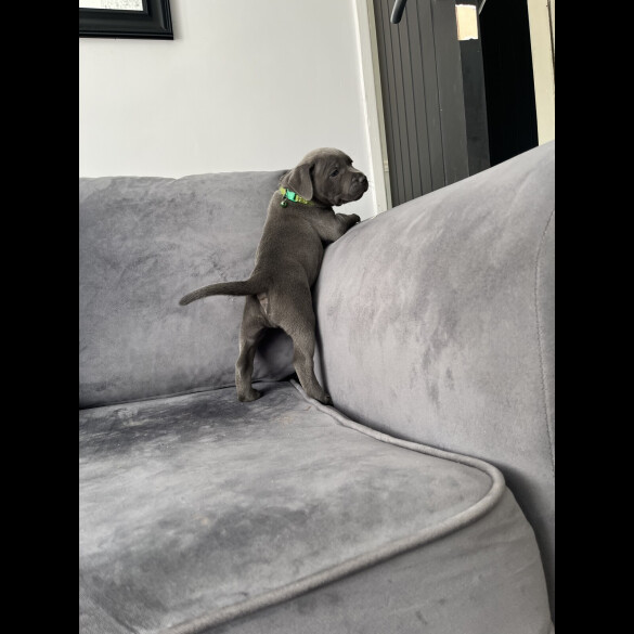 Staffordshire Bull Terrier - Both