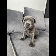 Staffordshire Bull Terrier - Both
