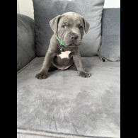 Staffordshire Bull Terrier - Both