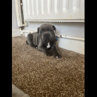 Staffordshire Bull Terrier - Both