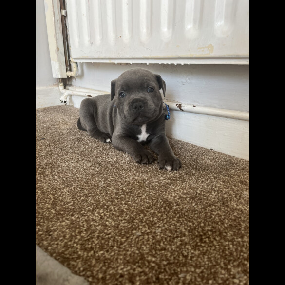 Staffordshire Bull Terrier - Both