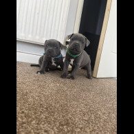 Staffordshire Bull Terrier - Both