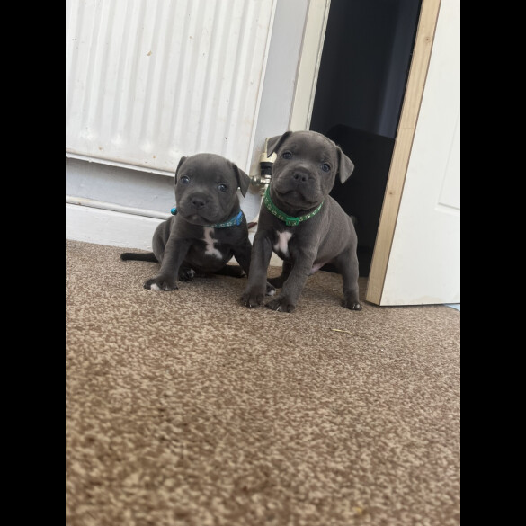 Staffordshire Bull Terrier - Both