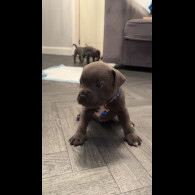 Staffordshire Bull Terrier - Both