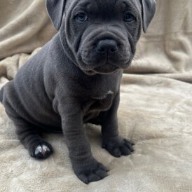 Staffordshire Bull Terrier - Both