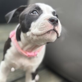 Staffordshire Bull Terrier - Both