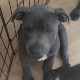 Staffordshire Bull Terrier - Bitches