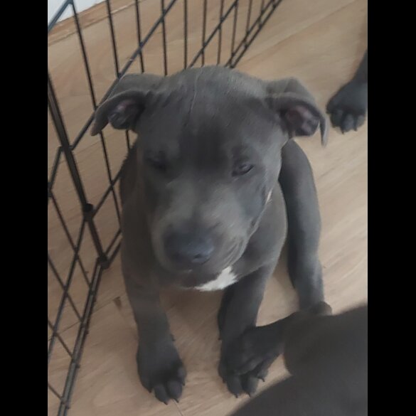 Staffordshire Bull Terrier - Bitches