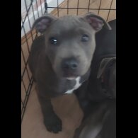 Staffordshire Bull Terrier - Bitches