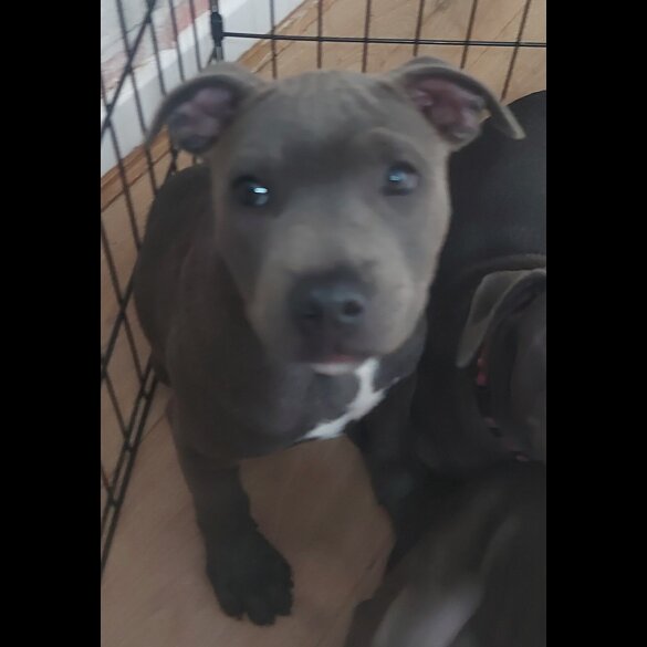 Staffordshire Bull Terrier - Bitches