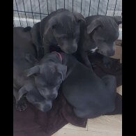 Staffordshire Bull Terrier - Bitches