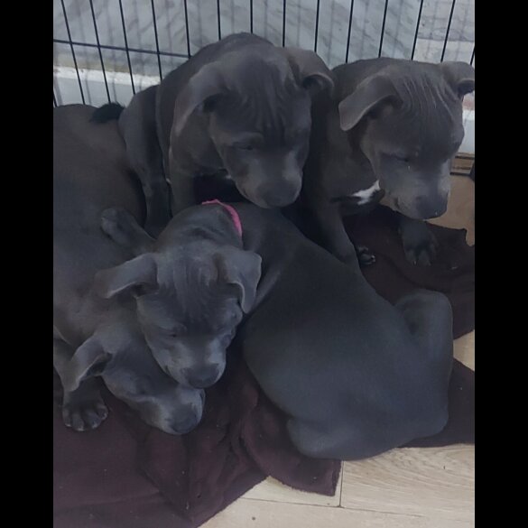 Staffordshire Bull Terrier - Bitches