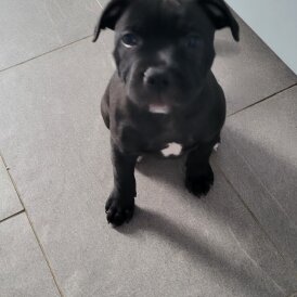 Staffordshire Bull Terrier - Dogs