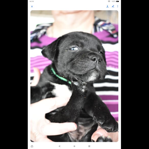 Staffordshire Bull Terrier - Both