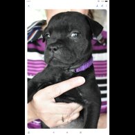 Staffordshire Bull Terrier - Both