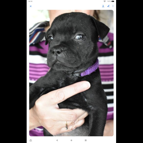 Staffordshire Bull Terrier - Both