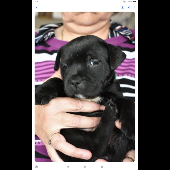 Staffordshire Bull Terrier - Both