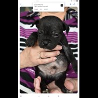 Staffordshire Bull Terrier - Both