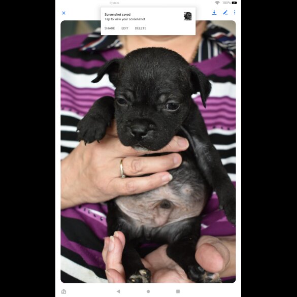 Staffordshire Bull Terrier - Both