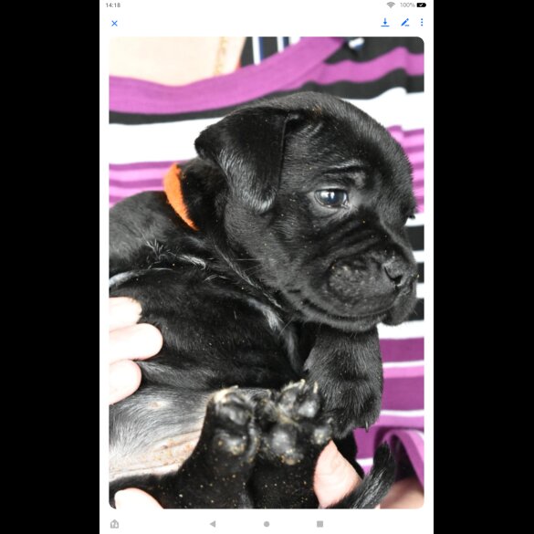 Staffordshire Bull Terrier - Both