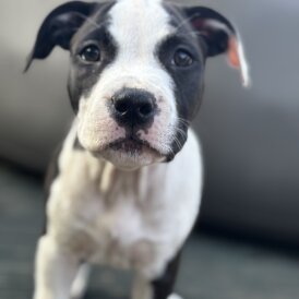 Staffordshire Bull Terrier - Both