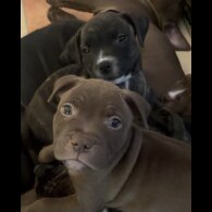 Staffordshire Bull Terrier - Both